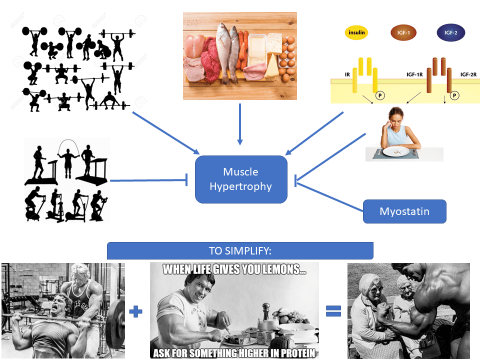 Promotors and inhibitors of muscle growth