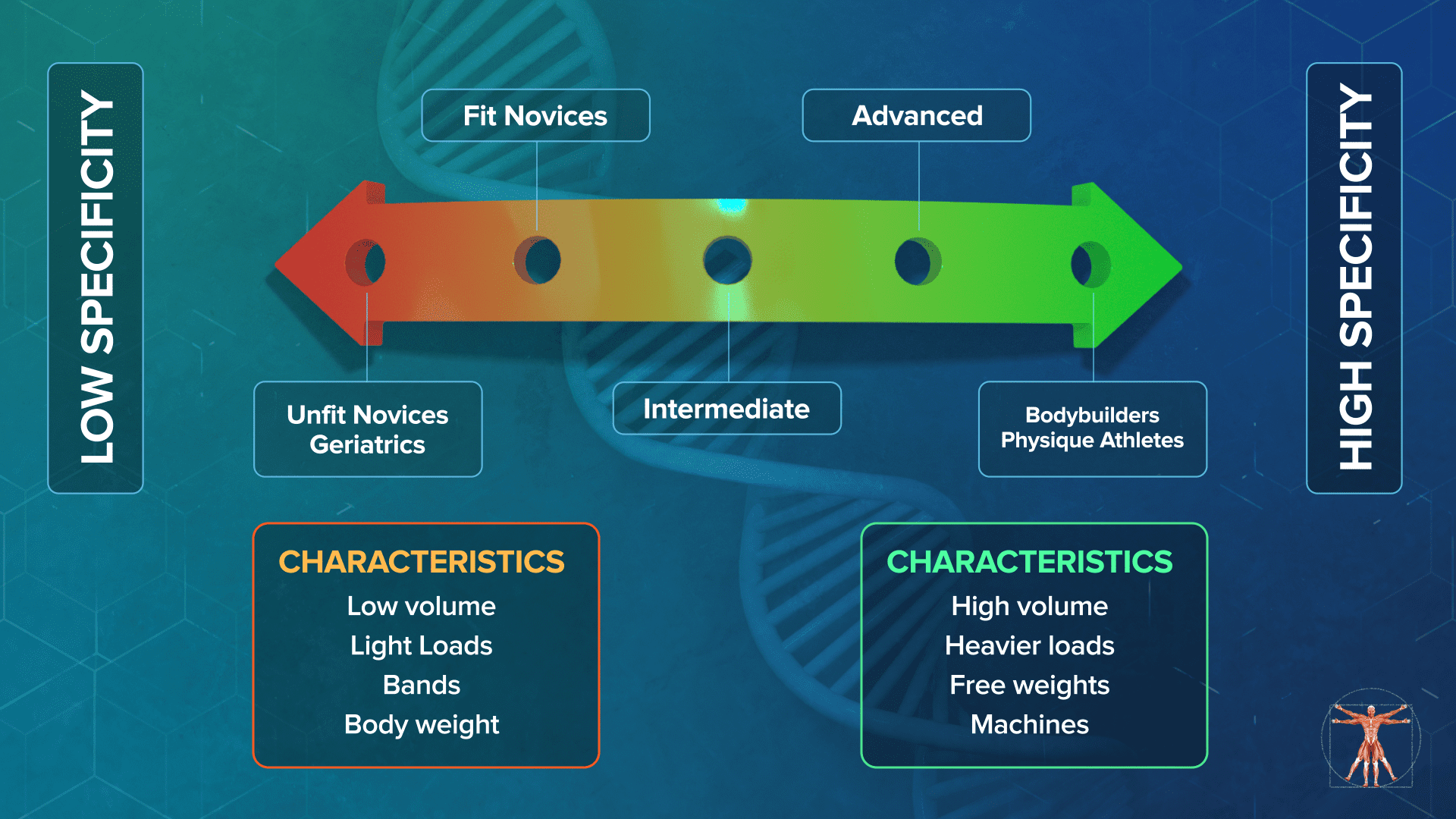 muscle hypertrophy factors